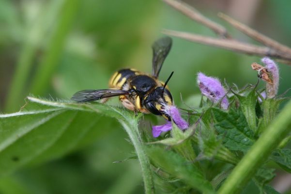 Bienenwolffütterung?