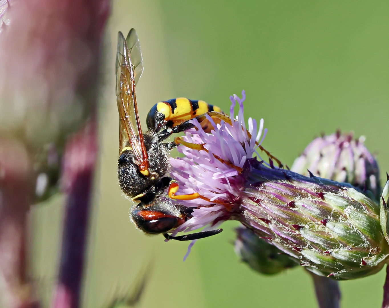 Bienenwolf,Nr.1