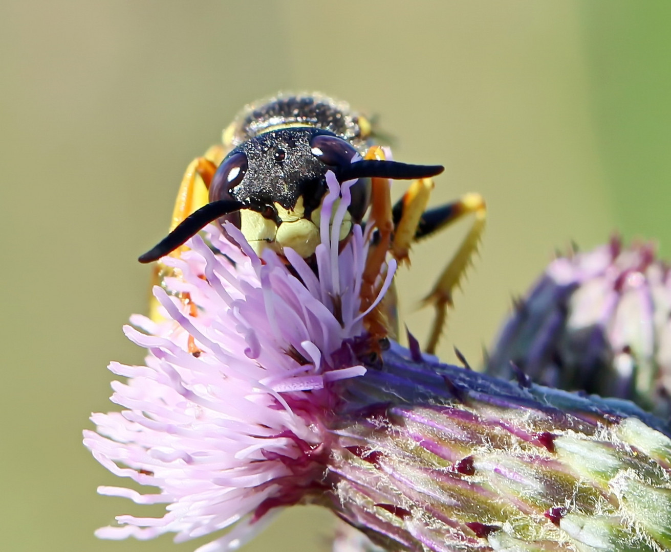 Bienenwolf,Nr.2