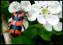 *...Bienenwolf...Trichodes apiarius...*