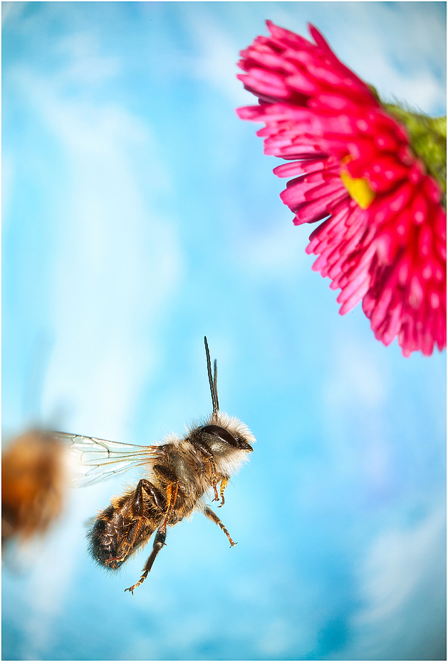 Bienenzeit 1