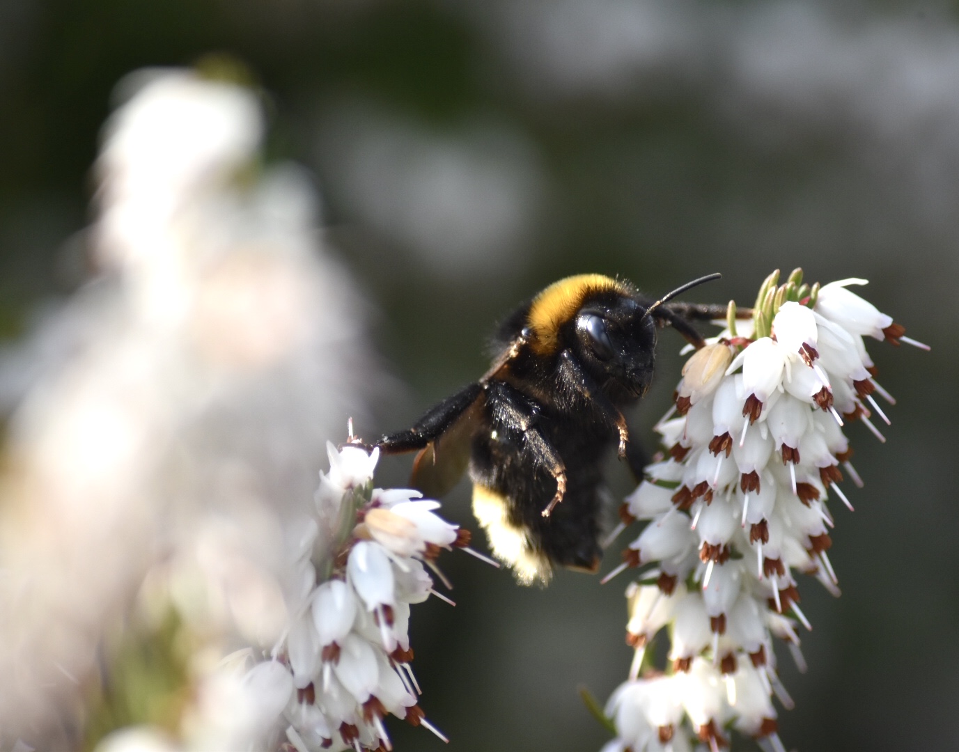 Bienenzeit 