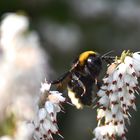 Bienenzeit 