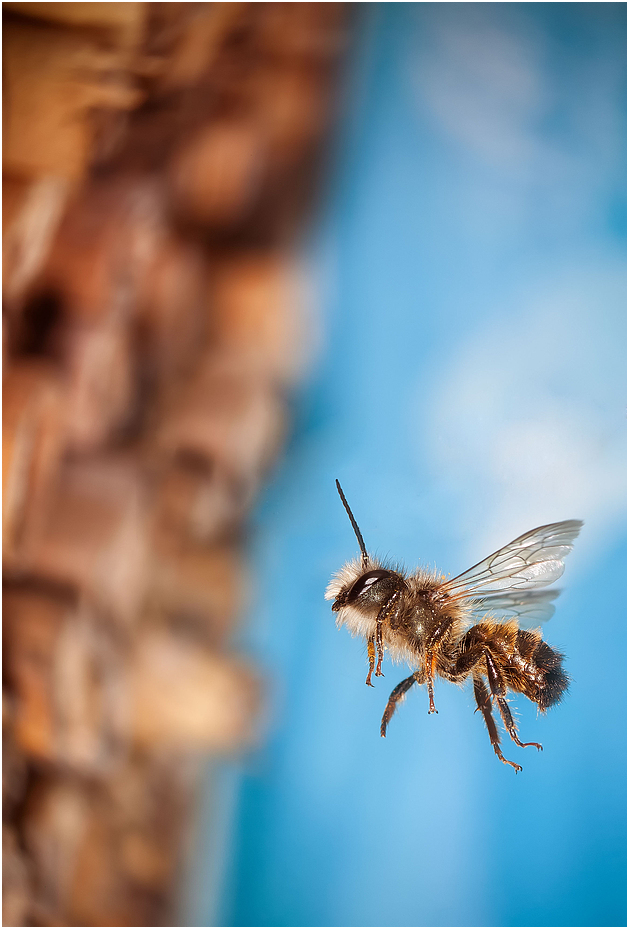 Bienenzeit