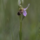 Bienenzeit