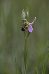 Bienenzeit