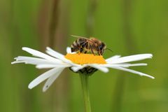 Bienenzeit