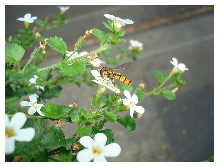 Biene/Sommer