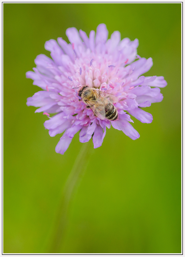 BieneundBlume