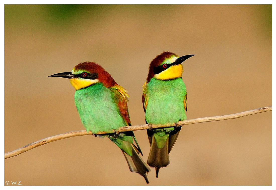 ---- Bienfresser - Paar ---- ( Merops apiaster )