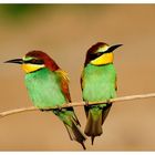 ---- Bienfresser - Paar ---- ( Merops apiaster )