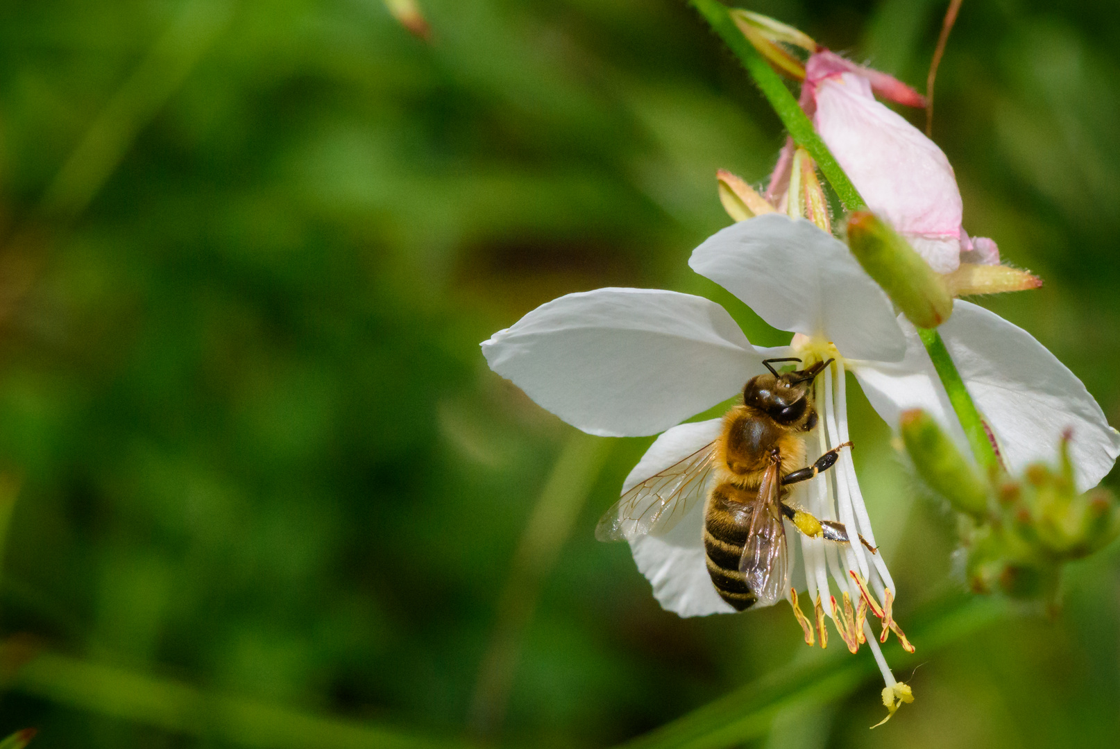 Bienlein Foto & Bild natur, insekten, tiere Bilder auf