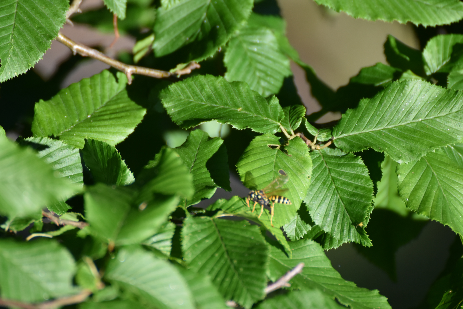 Bienlein im Baum