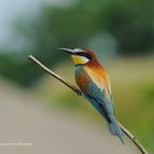 --- Biennenfresser Brutpause ---- ( Merops apiaster )