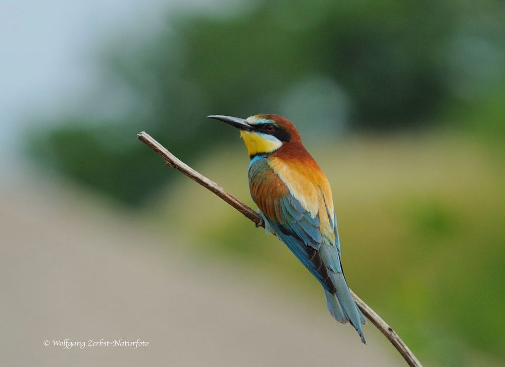 --- Biennenfresser Brutpause ---- ( Merops apiaster )