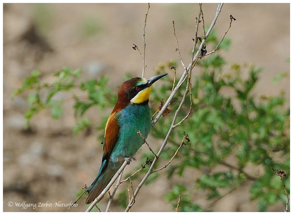 --- Biennfresser --- ( Merops apiaster)