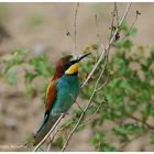 --- Biennfresser --- ( Merops apiaster)