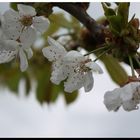 Bientôt des cerises...