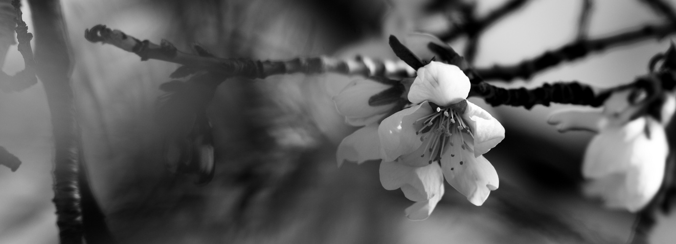 Bientôt des cerises