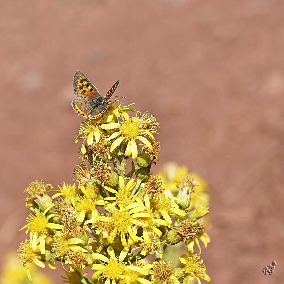 Bientôt la fin ......... des papillons