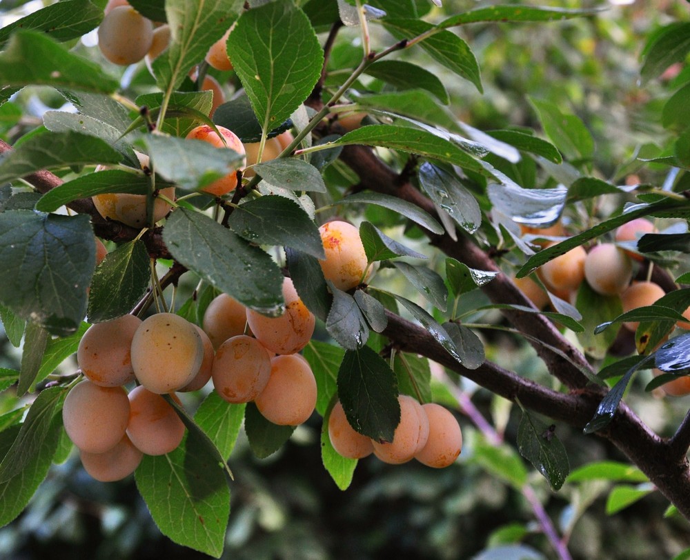 Bientôt la fête de la Mirabelle.