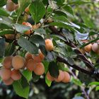 Bientôt la fête de la Mirabelle.