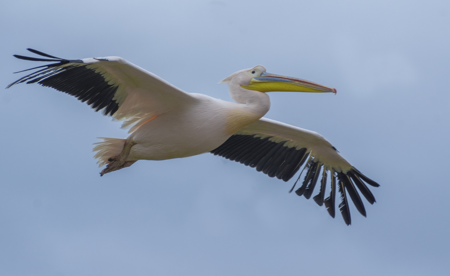 Bientôt la mue...  (Pelecanus onocrotalus, pélican blanc)