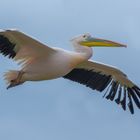 Bientôt la mue...  (Pelecanus onocrotalus, pélican blanc)