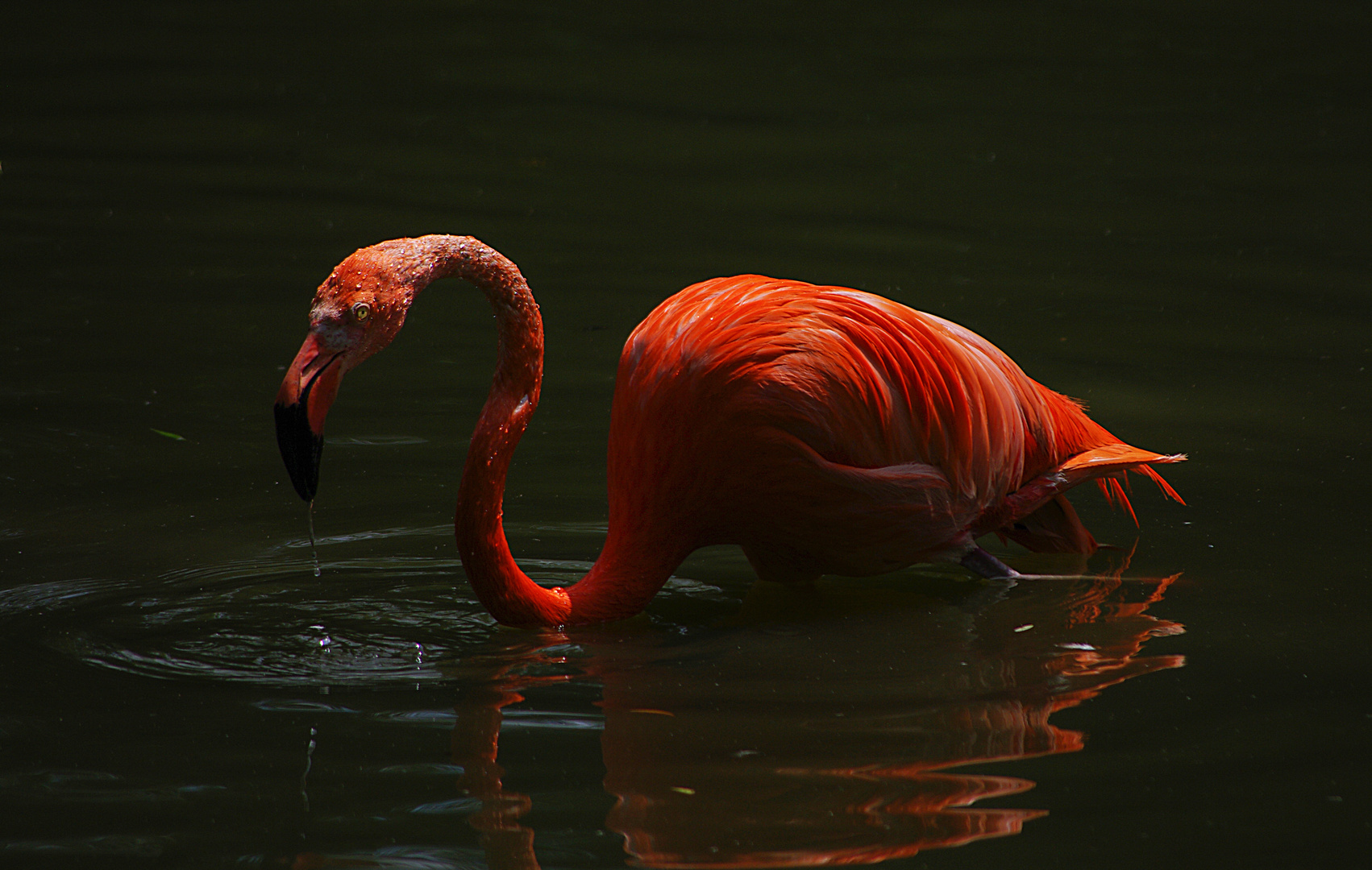 Bientôt la nuit (Phoenicopterus roseus, flamant rose)