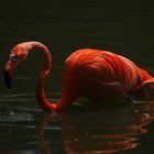 Bientôt la nuit (Phoenicopterus roseus, flamant rose)