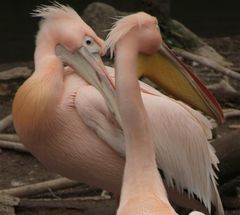 bientôt la saison des amours