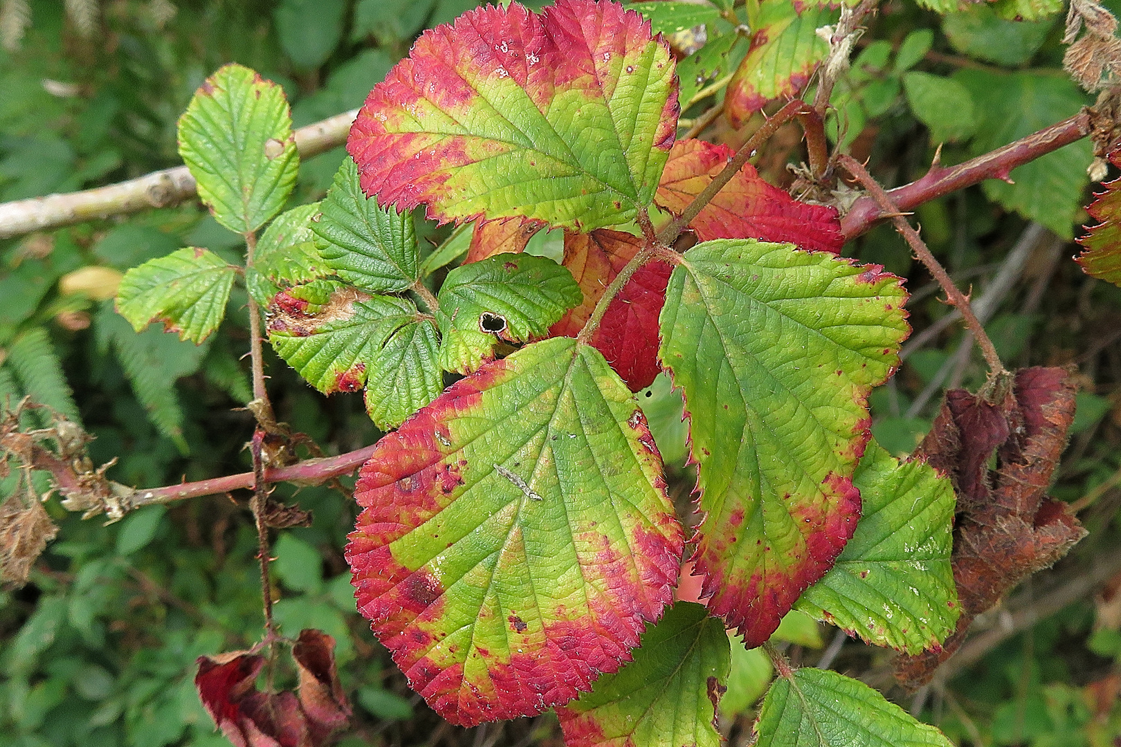 bientôt l'automne !