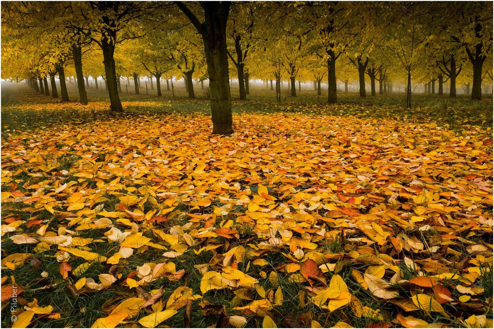 Bientôt l'automne