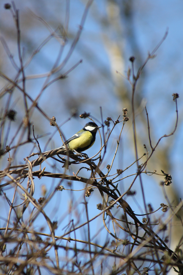 Bientot le printemps?