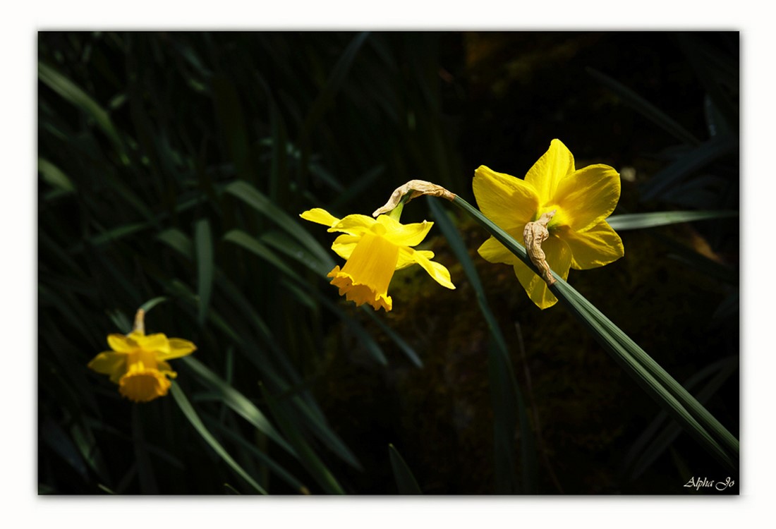 Bientôt le printemps