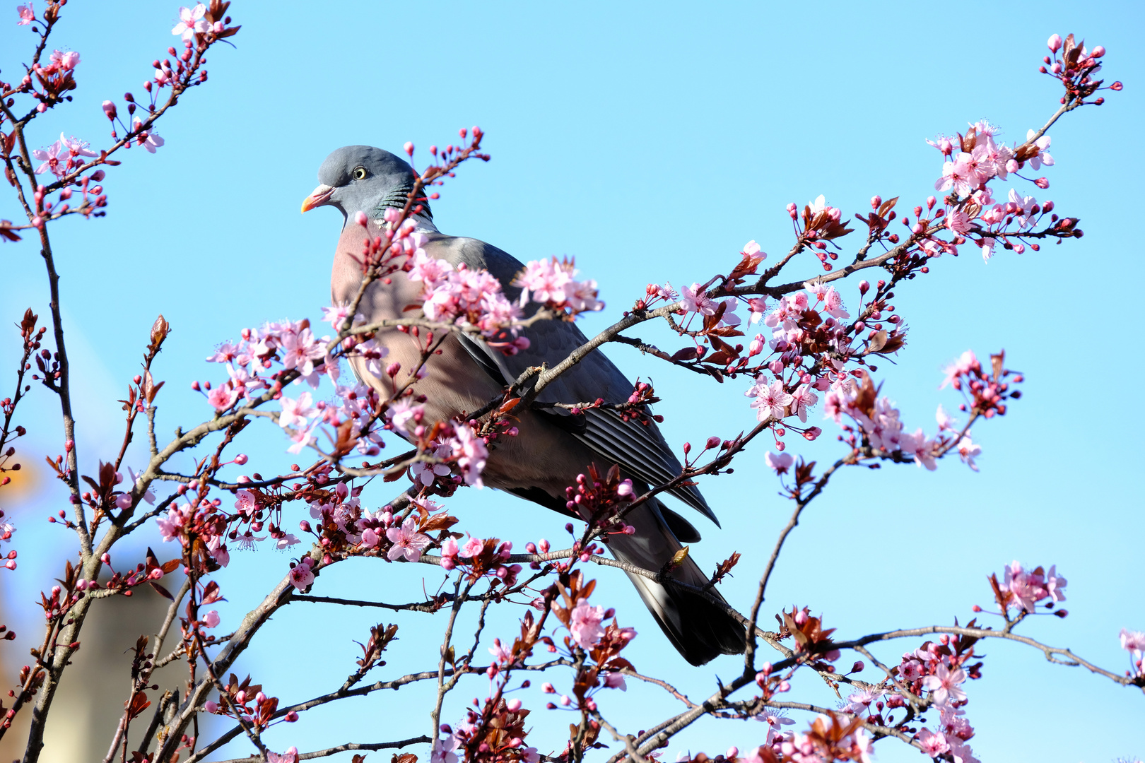 bientôt le printemps