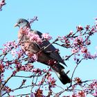 bientôt le printemps