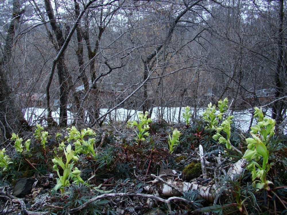 bientôt le printemps