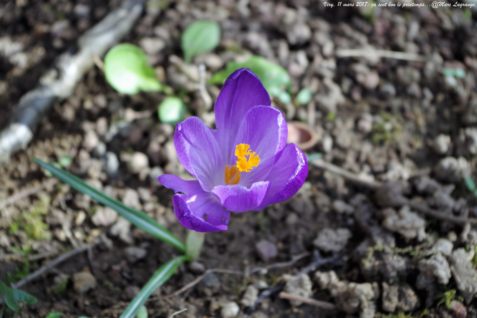 Bientôt le printemps...