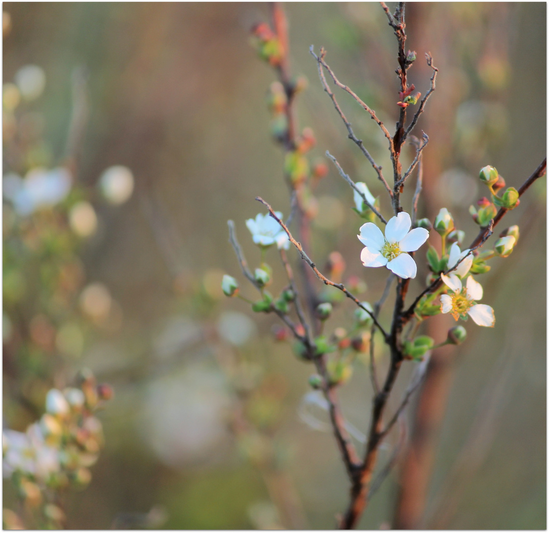 bientôt le printemps