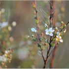 bientôt le printemps