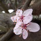 Bientôt le temps des cerises