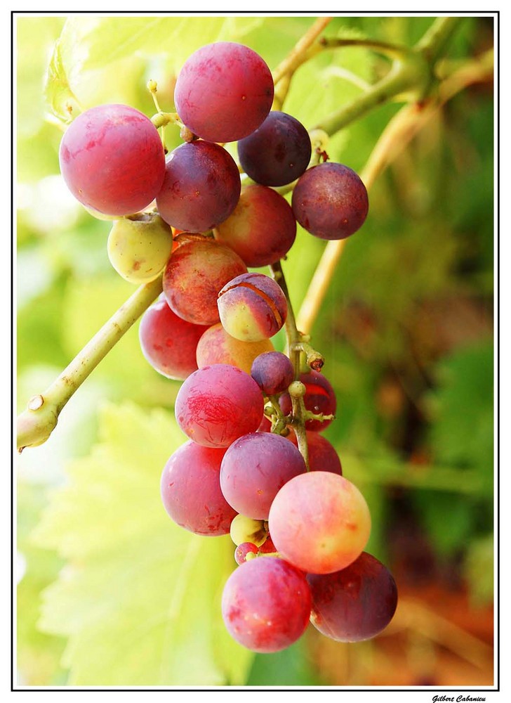 Bientôt les vendanges