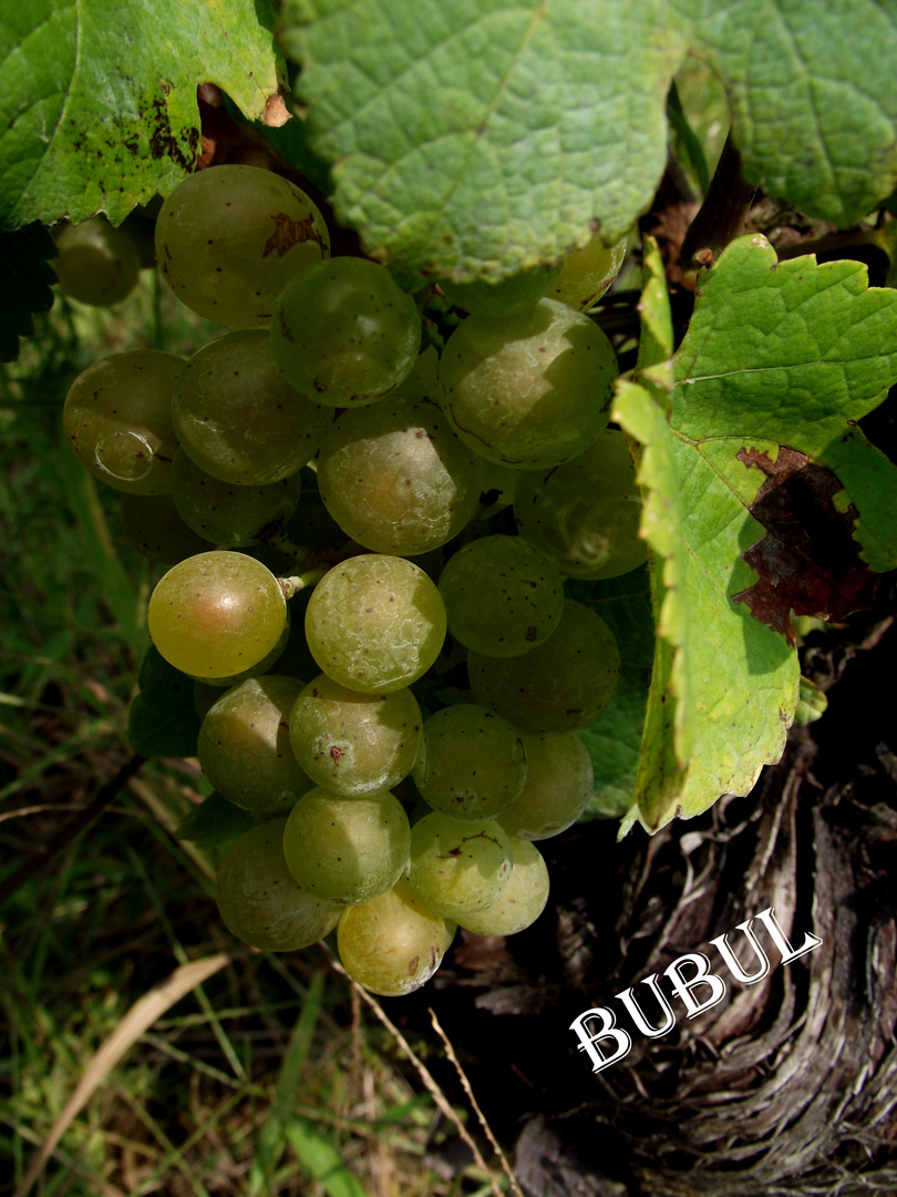 BIENTOT LES VENDANGES DANS LE JURA