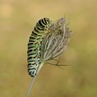 Bientôt ..........Monsieur  MACHAON ...