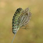 Bientôt ..........Monsieur  MACHAON ...