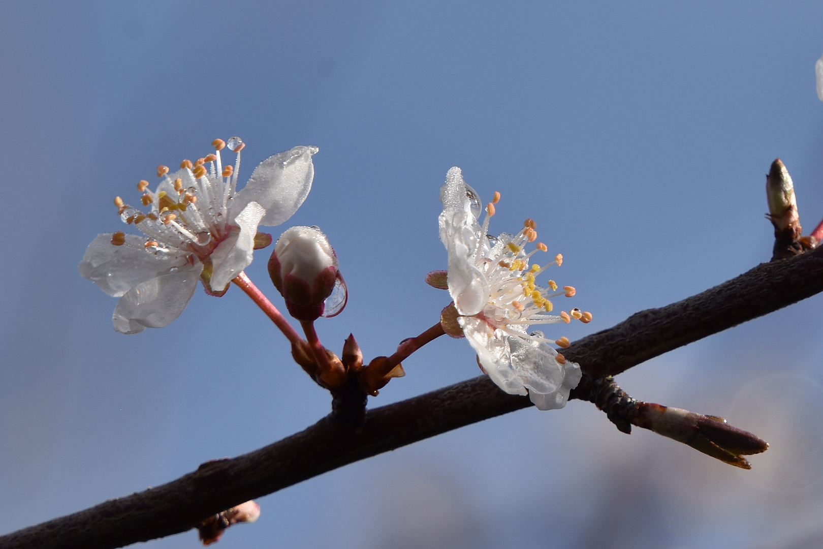 Bientôt reviendra le temps des cerises...