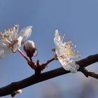 Bientôt reviendra le temps des cerises...