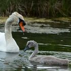 Bienveillance maternelle