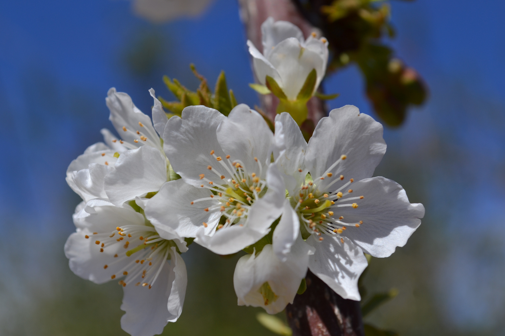 bienvenida primavera